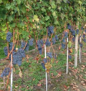 Azienda Agricola Bosio Luigi