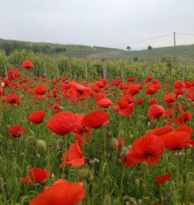 Azienda Agricola Bosio Luigi