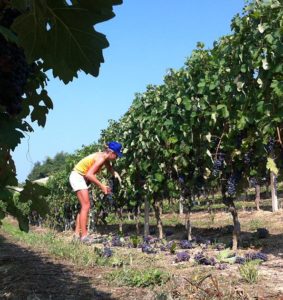 Azienda Agricola Bosio Luigi