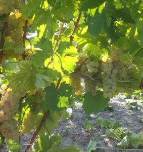 Azienda Agricola Bosio Luigi