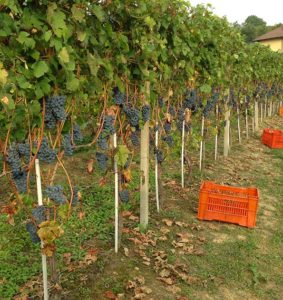 Azienda Agricola Bosio Luigi