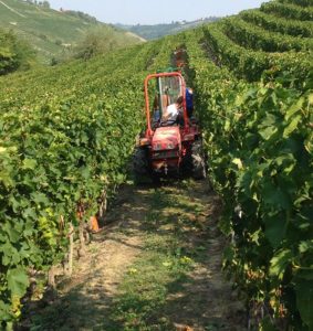 Azienda Agricola Bosio Luigi