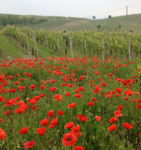 Azienda Agricola Bosio Luigi