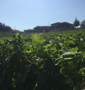 Azienda Agricola Bosio Luigi