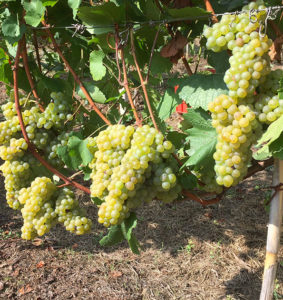 Azienda Agricola Bosio Luigi