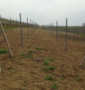 Azienda Agricola Bosio Luigi